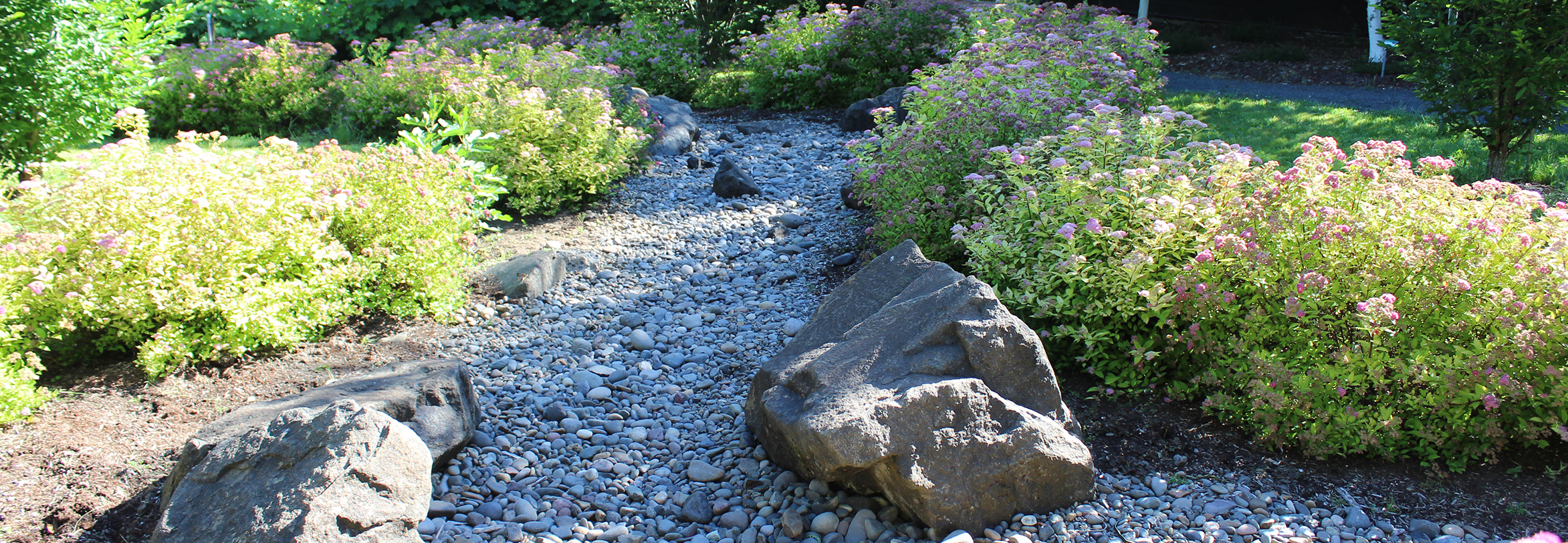 Garden path bordered by water-wise plants
